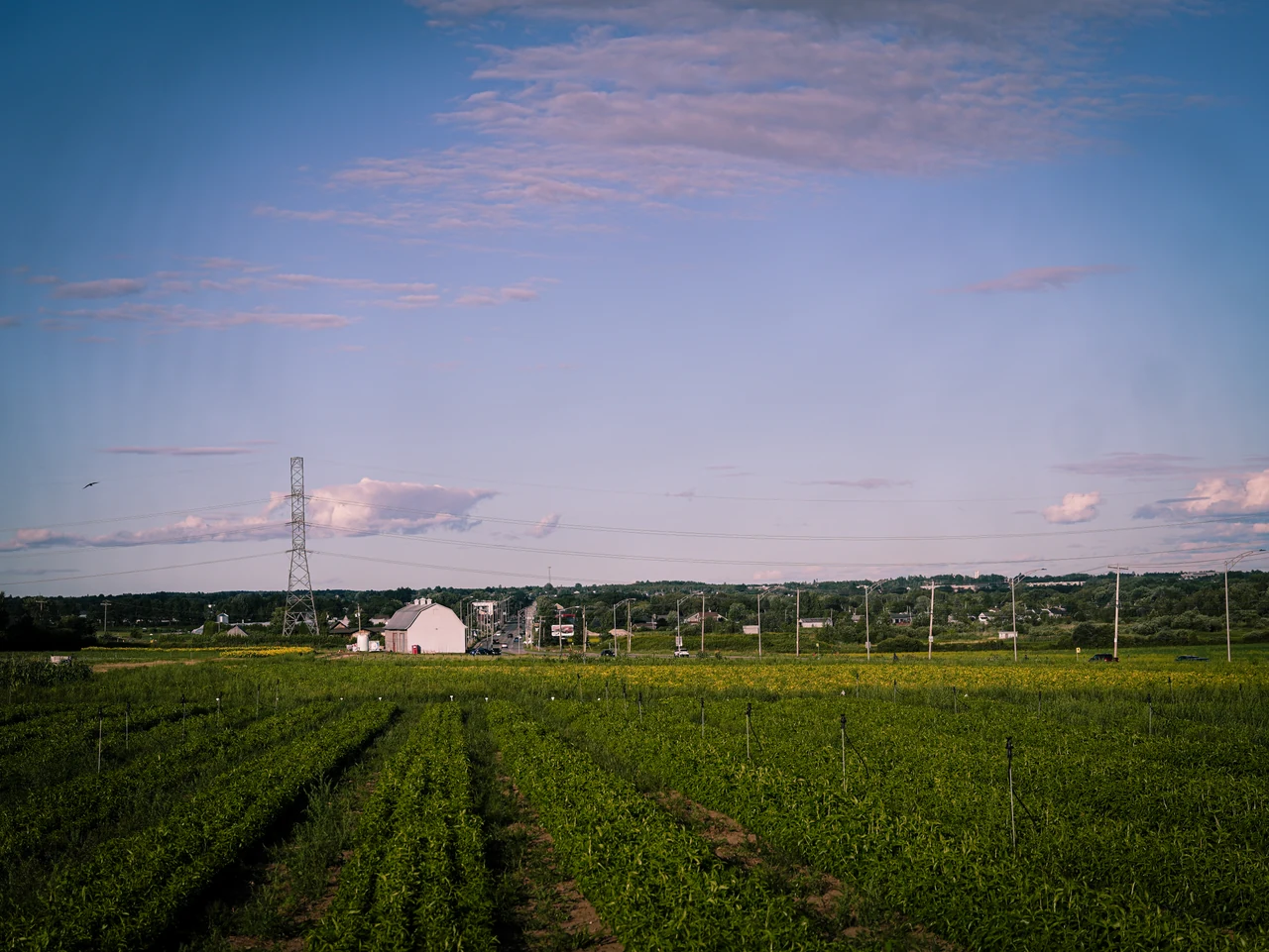 Les rangées de cultures et les installations de la Ferme des Ambassadeurs sous un ciel aux nuages roses.