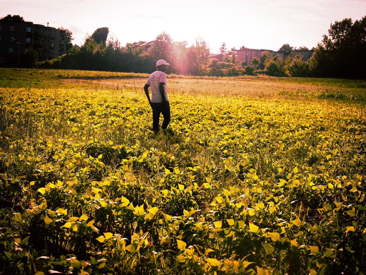 Une personne au milieu des cultures de la Ferme des Ambassadeurs, dans la lumière du soir.